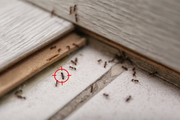 Best Mosquito Control Services  in Whitehouse, OH