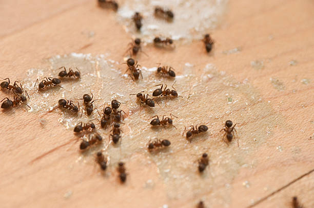 Best Wasp Removal Services  in Whitehouse, OH