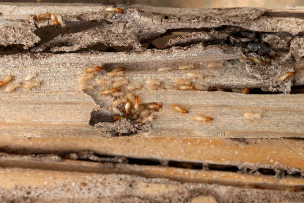 Best Residential Pest Control  in Whitehouse, OH