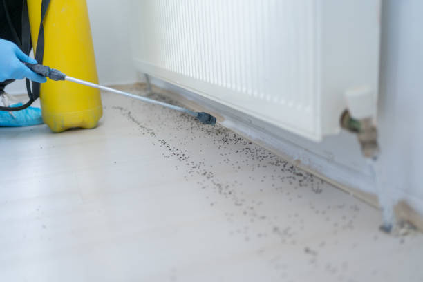 Best Emergency Pest Control  in Whitehouse, OH