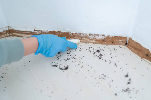 Reliable Whitehouse, OH Pest Control Solutions